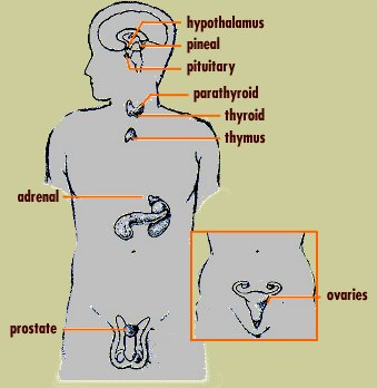 endocrine system photos