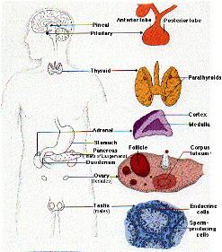 What are steroid hormones produced by the adrenal cortex