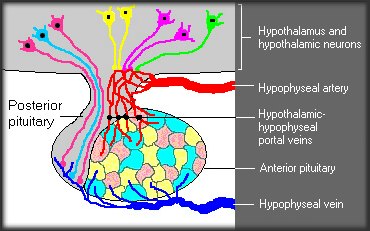 Hypothalamus