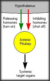 Hypothalamus flow chart.