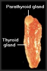 Thyroid gland